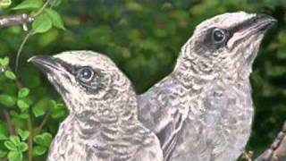 Video thumbnail of "Saint Saens: Carnival of the Animals~Le Coucou au fond des bois (Cuckoo in the Woods)"