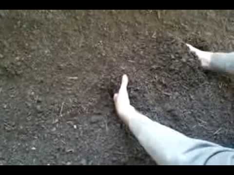 The optimal quantity of worms - ჭიაყელების ოპტიმალური რაოდენობა - Оптимальное количество червей