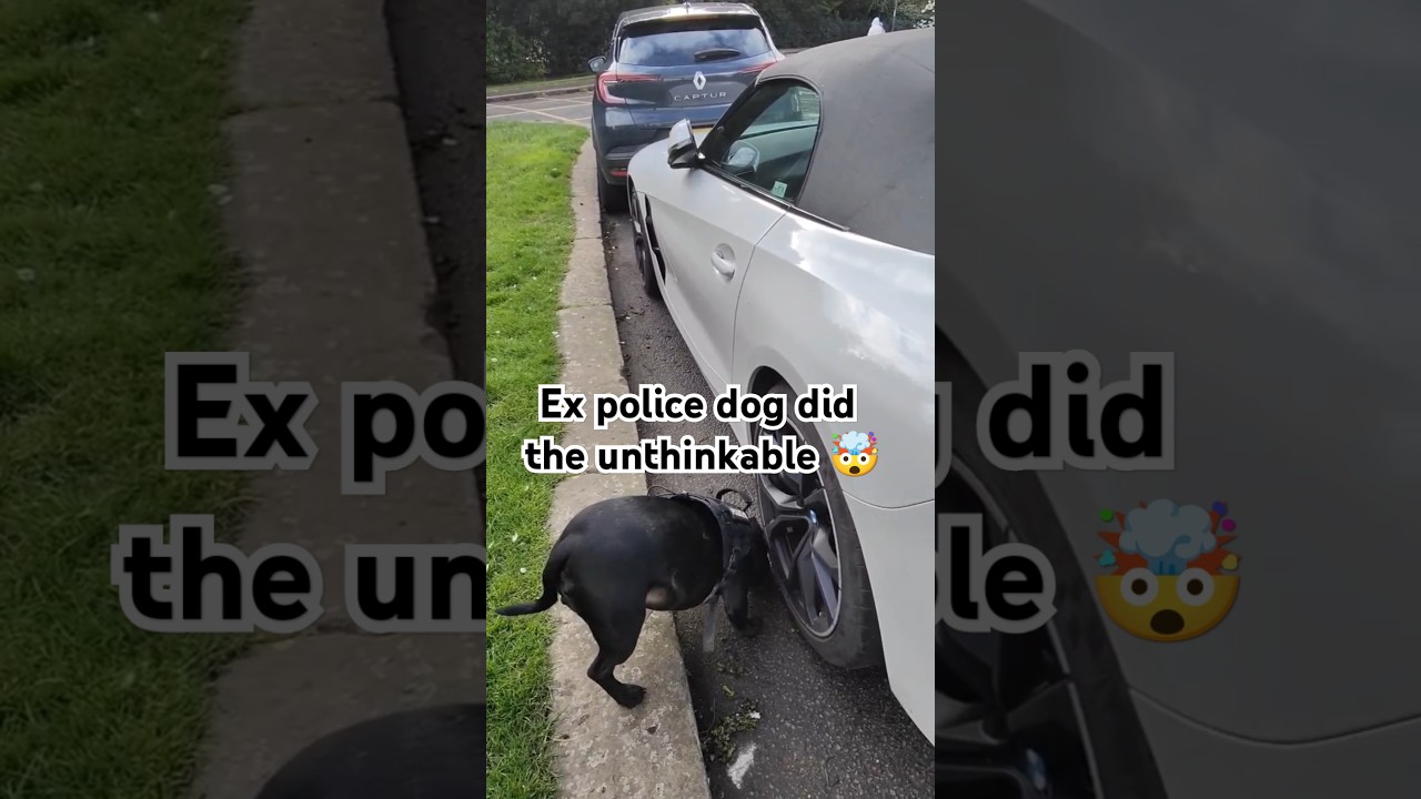 At the lake when my ex police dog did the unthinkable 