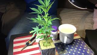 Topping and cloning a cannabis plant