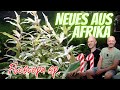 Neue Pflanze aus Afrika für Biotopaquarien & Scaping | Floscopa sp. "Roland Nummrich" | Türchen 11