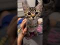 【猫動画】寝起きの子猫がボーッとし過ぎて可愛い...笑 #shorts