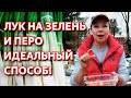 Лук на перо. Три лёгких способа выращивания лука на перо, укропа на зиму. Урожай зелени круглый год.