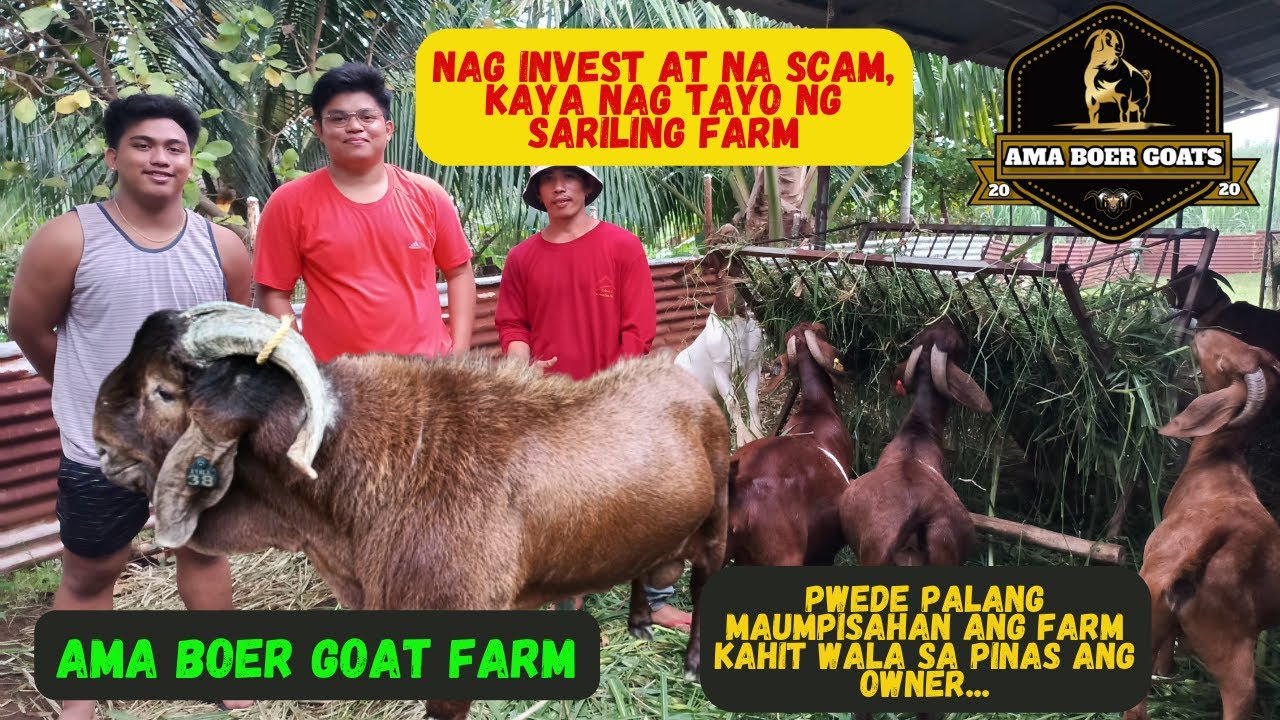 PAG BISITA SA KAMBINGAN NG AMA BOER GOAT FARM NI BOSS ALVIN ADIZ NG ...