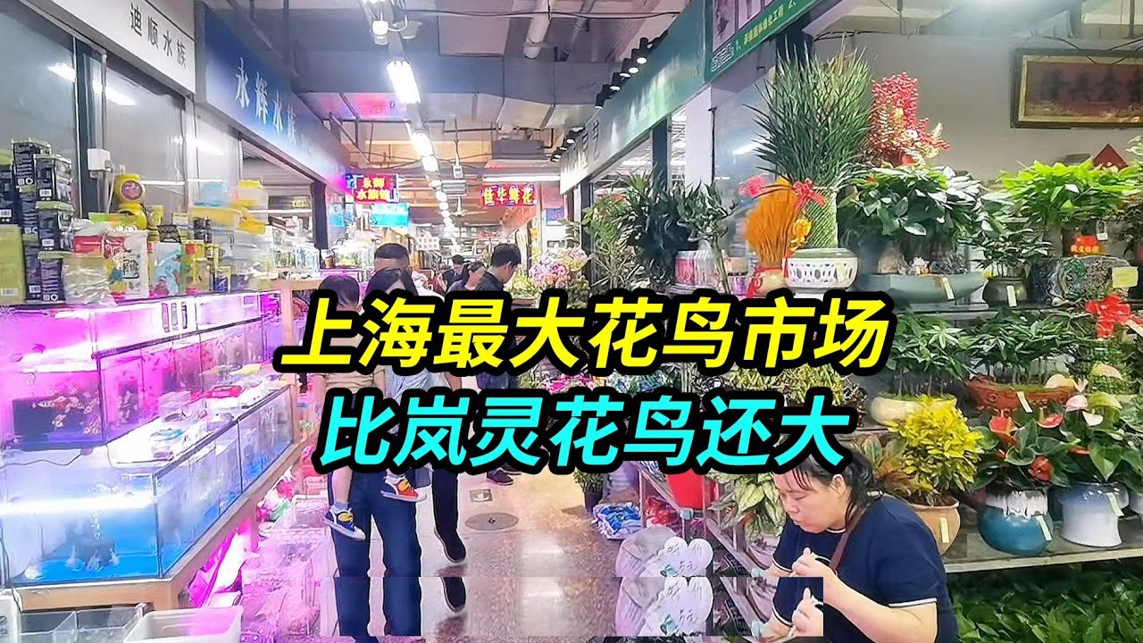 The largest flower and bird market in Shanghai is even larger than 