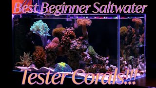 Easy/Tester corals for Reef Aquarium