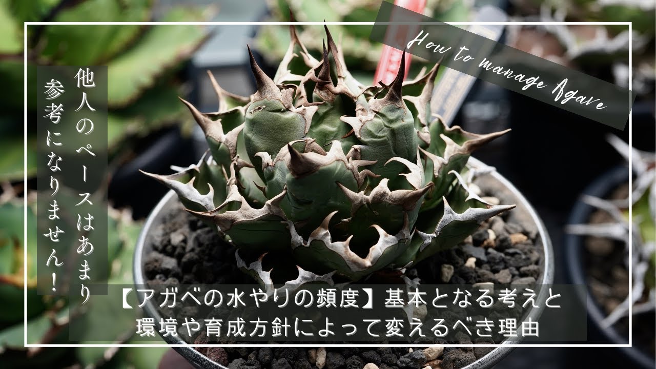 LIGHT WOOL MAX GABARDINE SLACKS【ボールタイプ！低重心！】アガベ