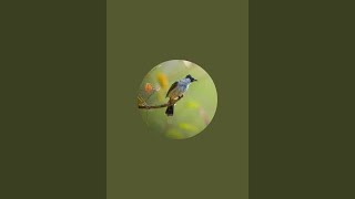 Download Lagu Sogon. MP3 Download Lagu Sogon. MP3