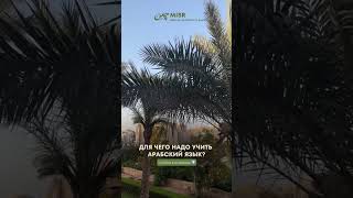 Для чего изучать арабский язык мусульманам