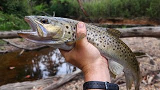 Trout Fishing Solo using plastics hard body's and Spinners (Catch & Cook) by Noojee Bushgoods 958 views 1 month ago 12 minutes, 41 seconds