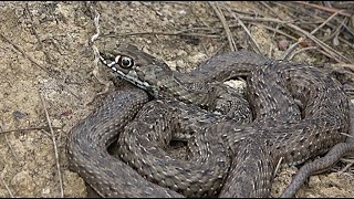 Culebra bastarda, Briones, La Rioja 4k