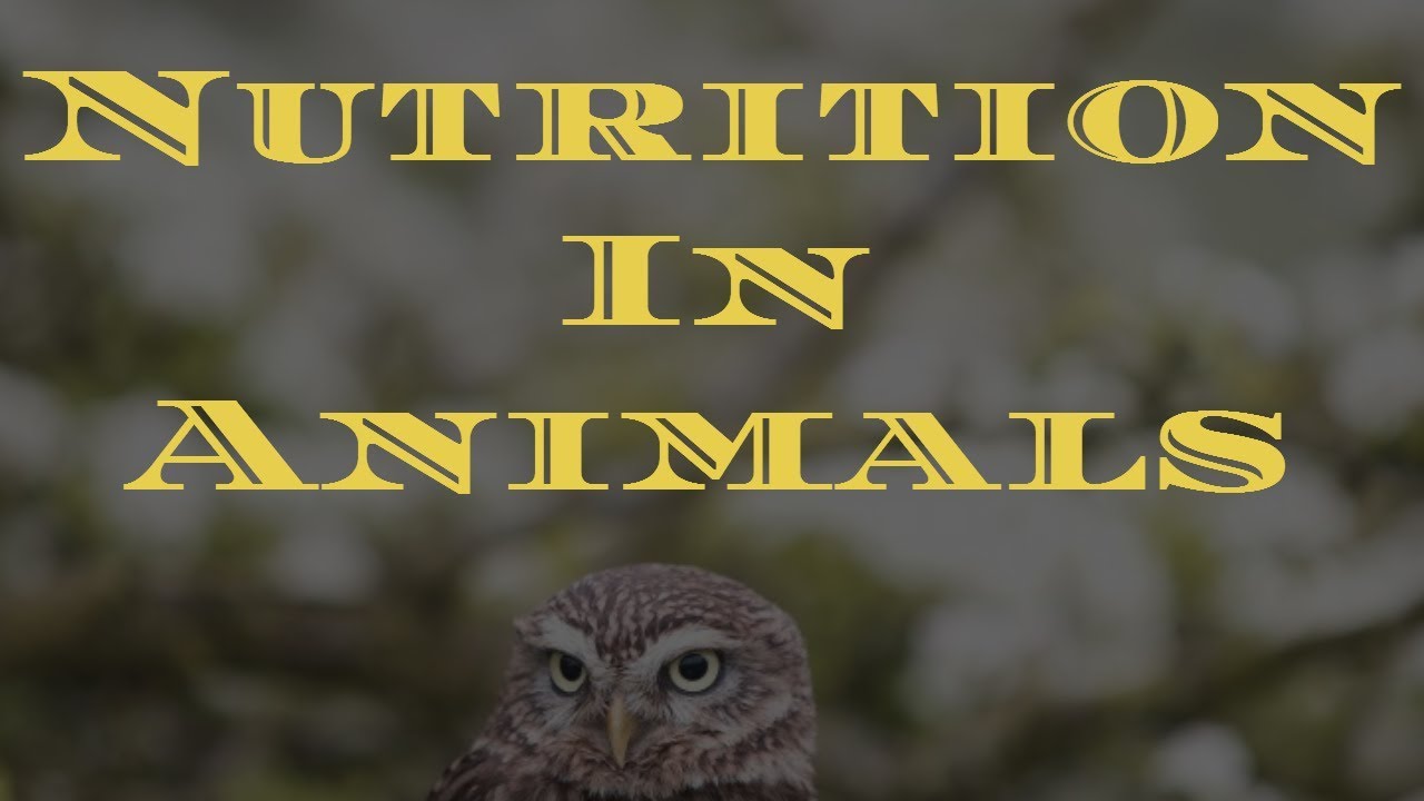Top 180+ Nutrition in animals in english