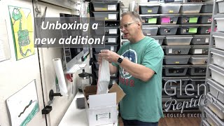 Unboxing an adult male Rhino Ratsnake by Glen Reptiles 1,425 views 3 years ago 4 minutes, 51 seconds