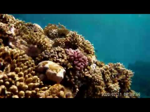 the fish eating coral reefs ,from Gorgonia beach Maras Alam - YouTube