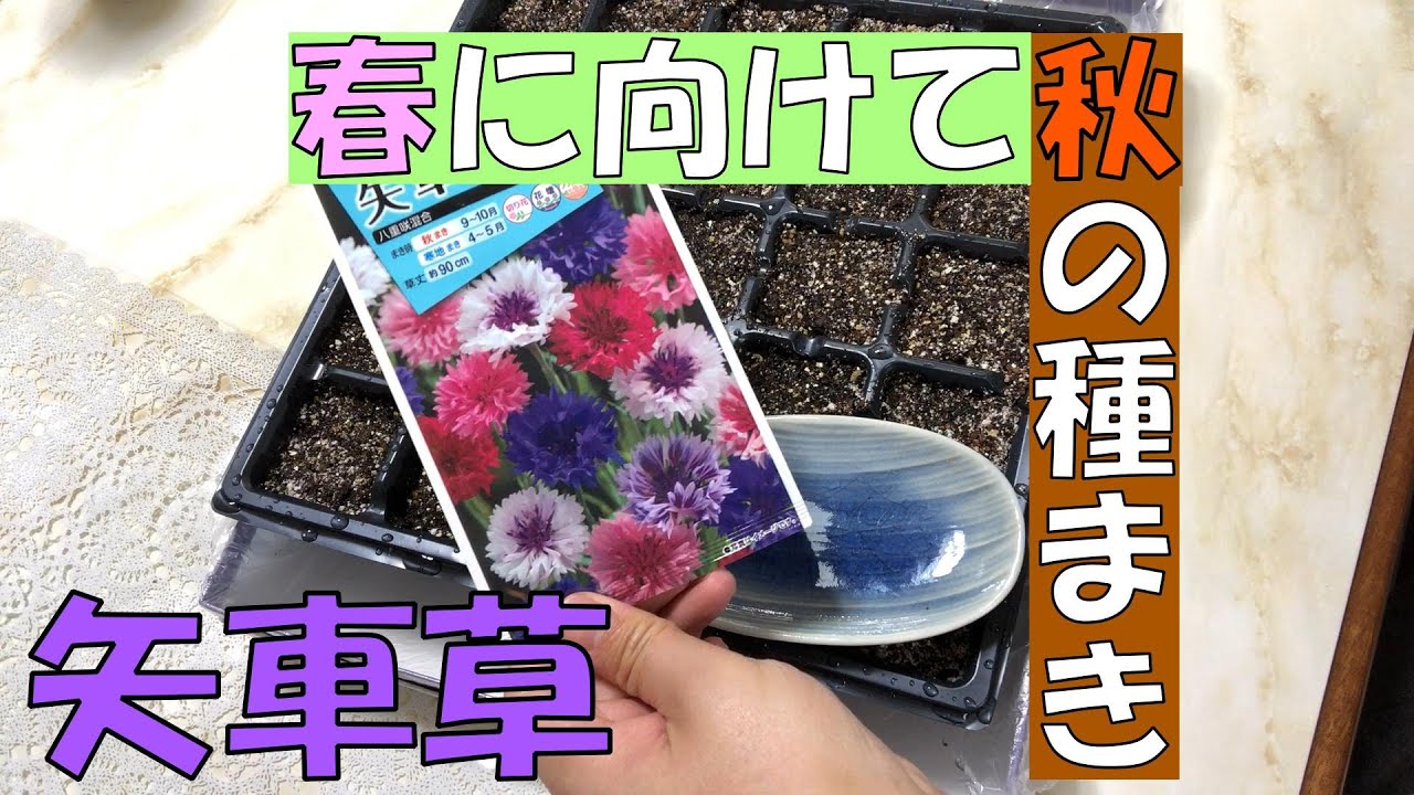 大人の自由研究 綺麗な花と香りを求めて ストック 種まき 発芽 Youtube