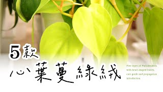居家必備的室內植物💚五款心葉蔓綠絨 | 養護方法&繁殖介紹🌿Five types of Philodendron with heart-shaped leaves, care guides