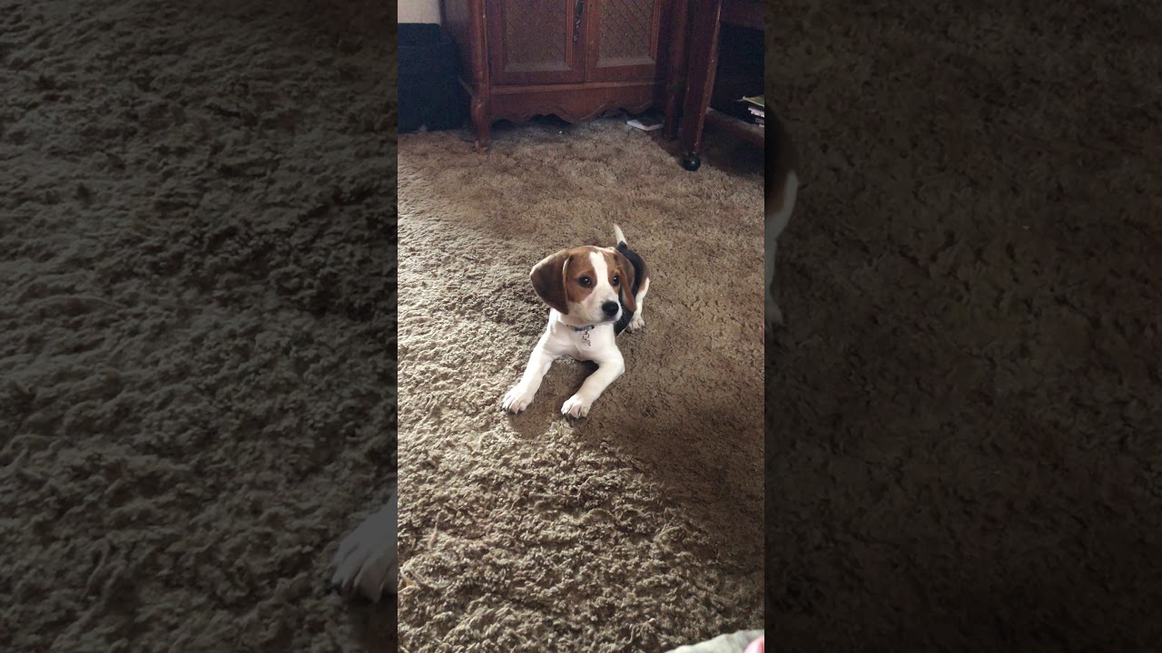 My dog found her bark