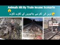 Animals hit by trains so hard   compilations