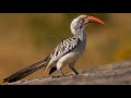 Красноклювый ток (Tockus erythrorhynchus)