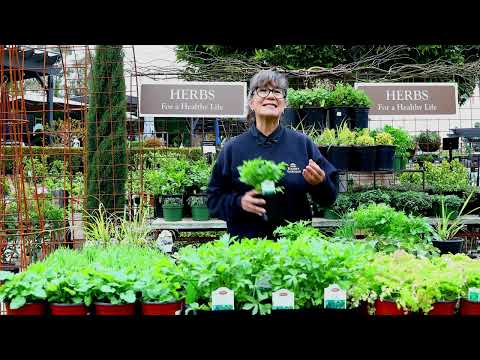 Video: Exotické bylinné rostliny k vaření: Zjistěte více o neobvyklých bylinkách, které si můžete vypěstovat doma