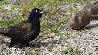 My Grackle Is Broken ~ Soft Piano Music screenshot 4