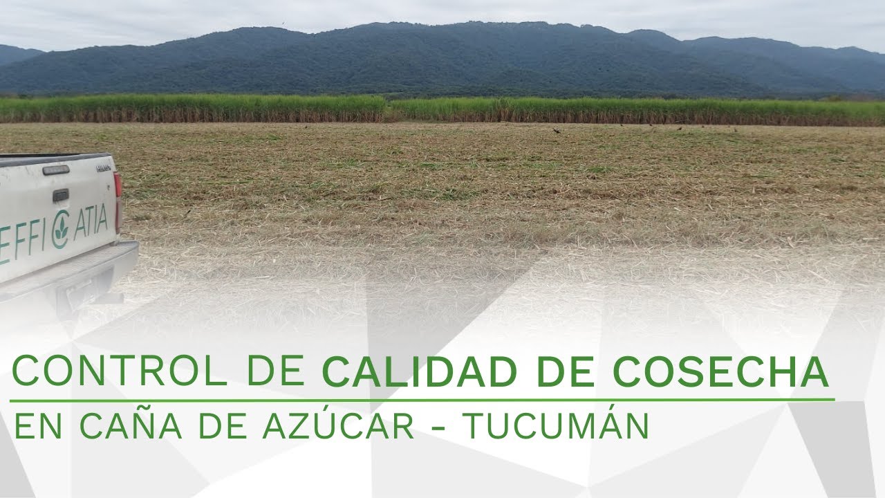 Control de calidad de cosecha de caña de azúcar - YouTube