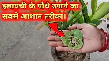 इलायची के पौधे को घर में कैसे उगाएँ | How to Grow Elaichi at Home | Cardamom Plant grow at home