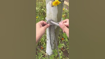 The fixed-point locking stake knot commonly used by the older generation#Practical rope