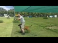 Dancing with the k9 tactical movement hermiona k9 Dancing with the k9 tactical movement hermiona k9