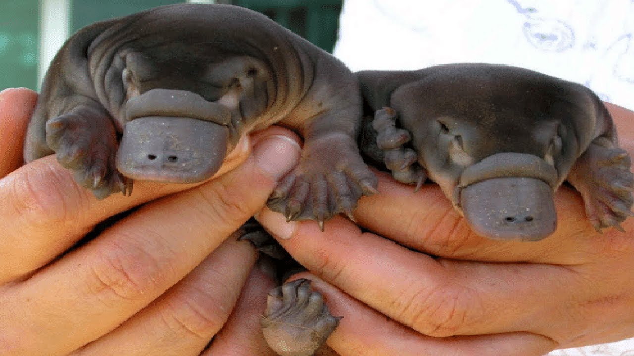 11 Cute Animals That Are Actually EVIL! - YouTube Zero2Hero