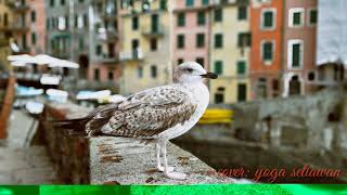 Story wa @ lagu rindu ibu.