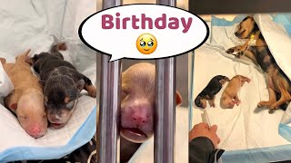 Helping Pregnant Mama Dog Give Birth Cute Puppies | Toy Terrier's Veterinary Clinic Operation