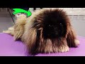 Rare dog breed that you wont see on the street long hair pekingese