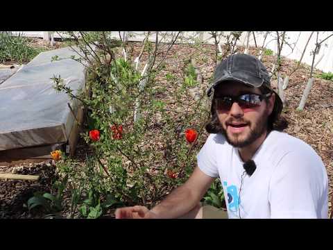 A Preview of the Goumi Berries: One of my Favorites