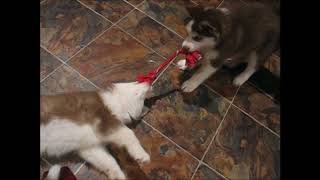Husky Puppy Tug of War!  Who is going to Win?