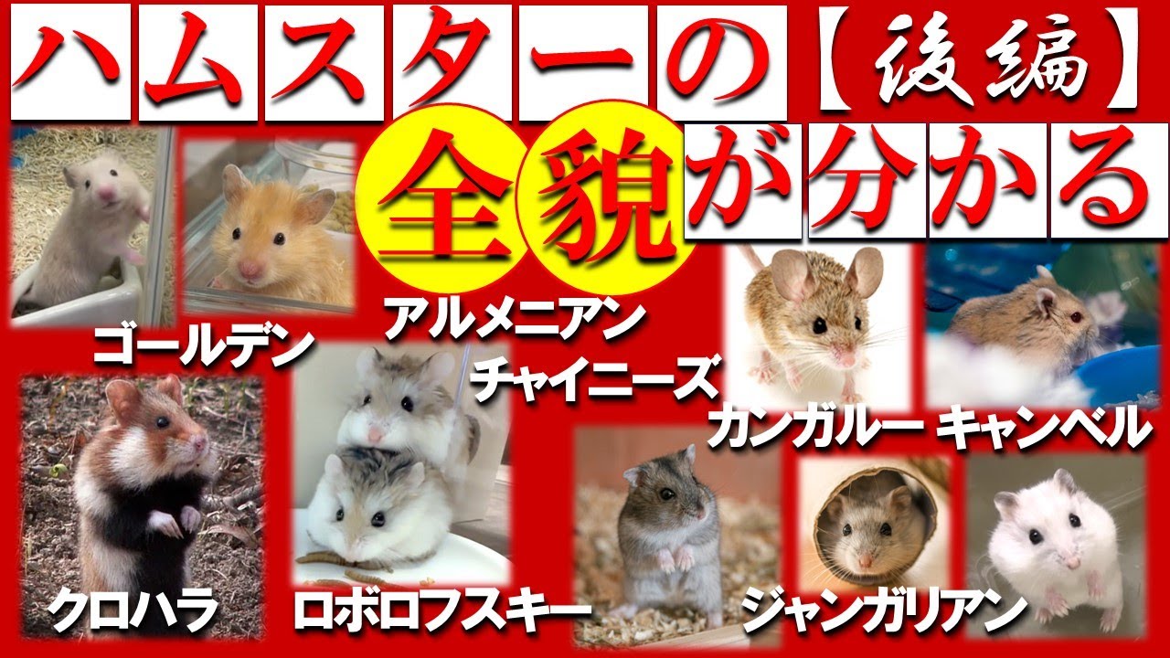 Part 2] A must-see for hamster lovers! A thorough explanation of