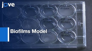 Biofilms Model for Characterizing Small Molecule Biofilm Inhibitors | Protocol Preview