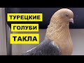 Турецкие голуби Такла особенности и описание породы | Разведение турецких голубей породы Такла