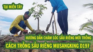 KỸ THUẬT TRỒNG SẦU RIÊNG MUSANGKING TẠI MIỀN TÂY | HƯỚNG DẪN CHĂM SÓC SẦU RIÊNG - SIÊU THỊ CÂY GIỐNG