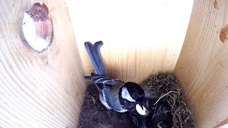 Széncinege üveg oldalú ablakodúban / Transparentsided window nest box, Budapest (2015.05.17.)