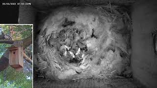 2023-05-24 day archive chickadees 7 days old