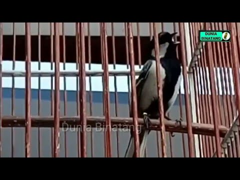 Suka Kicauan Cek Harga Burung Gelatik Terbaru 2020