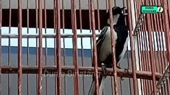 Untuk Masteran | Gelatik Batu Gacor " Wucicit-Wucicit " - Durasi: 11:00. Untuk Masteran | Gelatik Batu Gacor " Wucicit-Wucicit " - Durasi: 11:00.