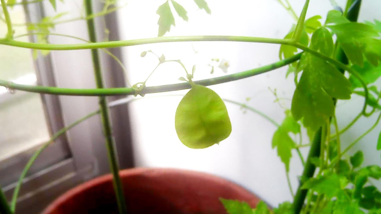 風船葛 フウセンカズラの果実の成長 膨らむ風船 Youtube