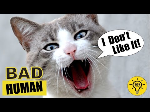 10 Human Habits Cats HATE and Wish You Wouldn't Do 