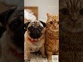 너무 웃긴 엉뚱한 동물들 모음 😂 Cute Animals Acting Like Cartoons 6
