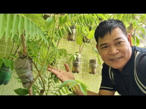 Video: Paano Gawing Mas Matamis ang Mga Kamatis - Alamin ang Tungkol sa Pagtanim ng Matamis na Kamatis