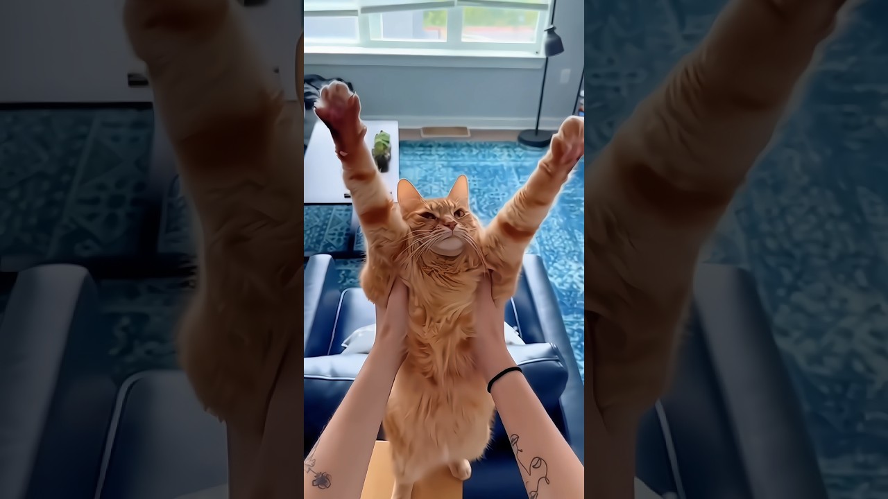 Another Funny Cats Compilation Part 20 