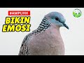 Suara Tekukur Merdu Bersih Cocok Buat Pikat Atau Pancingan Derkuku Macet Mp3 - Mp4 Download