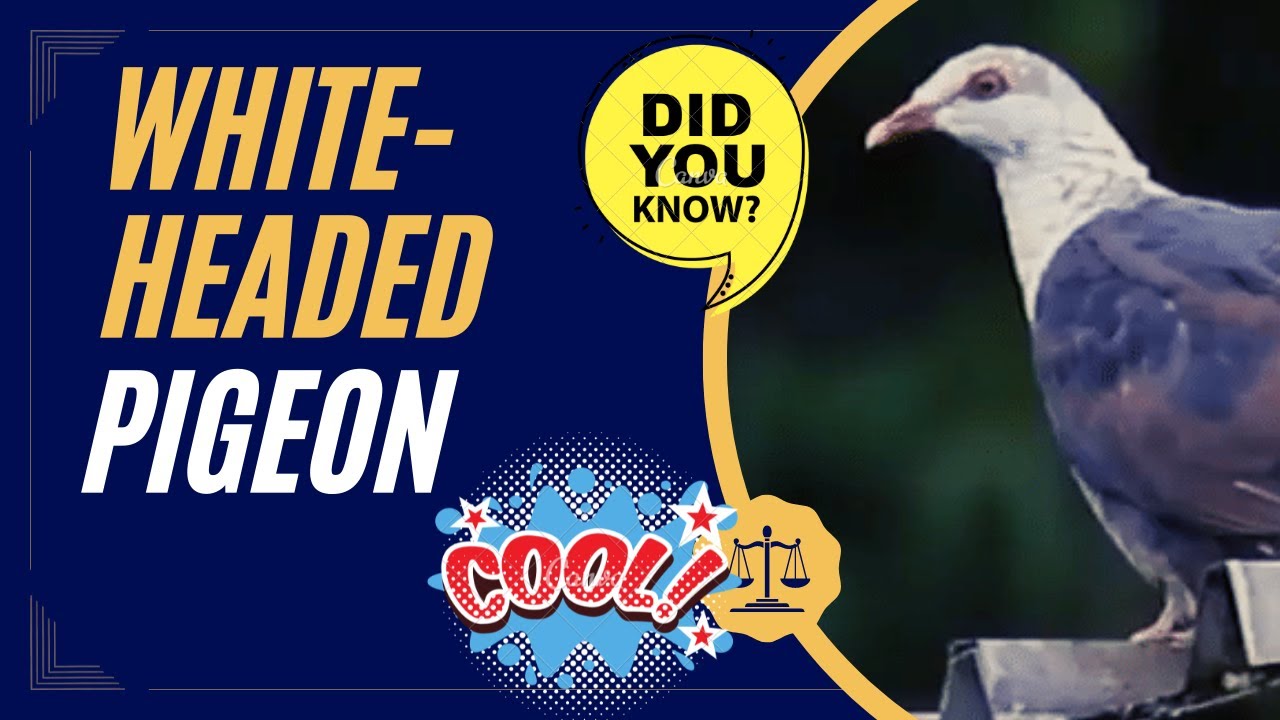 white-headed pigeon facts 